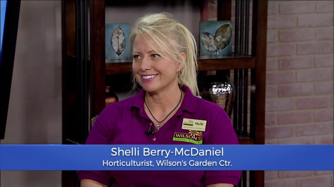 Spotlight on Excellence - Wilson's Garden Center