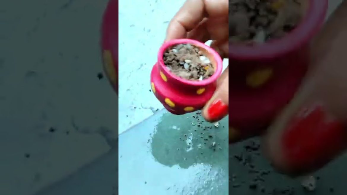 Jade plant in 2 inches pot for miniature garden decor ❤️❤️ Amazing idea❤️❤️#jade #miniature #shorts Jade plant in 2 inches pot for miniature garden decor ❤️❤️ Amazing idea❤️❤️#jade #miniature #shorts