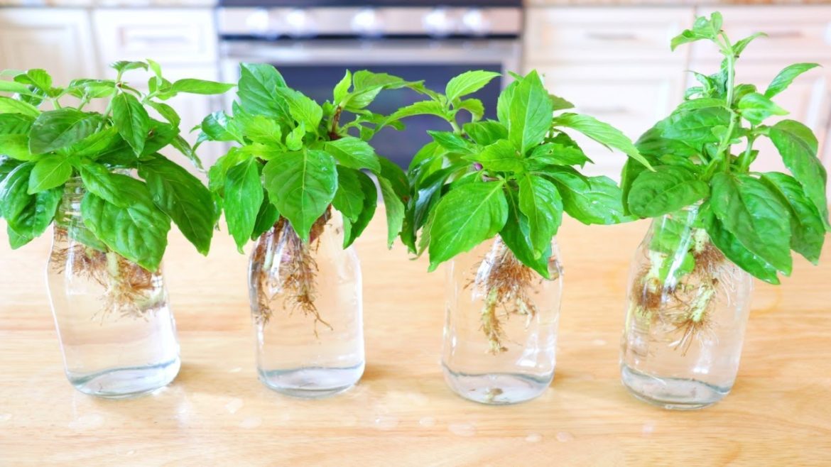 How to Grow Basil from Cuttings? Vegetable Gardening 101, CiCi Li – Asian Home Cooking Recipes How to Grow Basil from Cuttings? Vegetable Gardening 101, CiCi Li - Asian Home Cooking Recipes