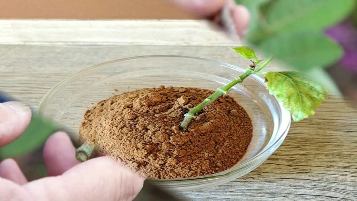 6 Unbelievable Cinnamon Uses in Your Garden Plants - Gardening Tips
