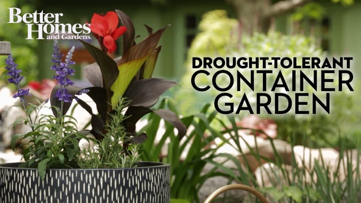 Drought-Tolerant Container Garden Drought-Tolerant Container Garden