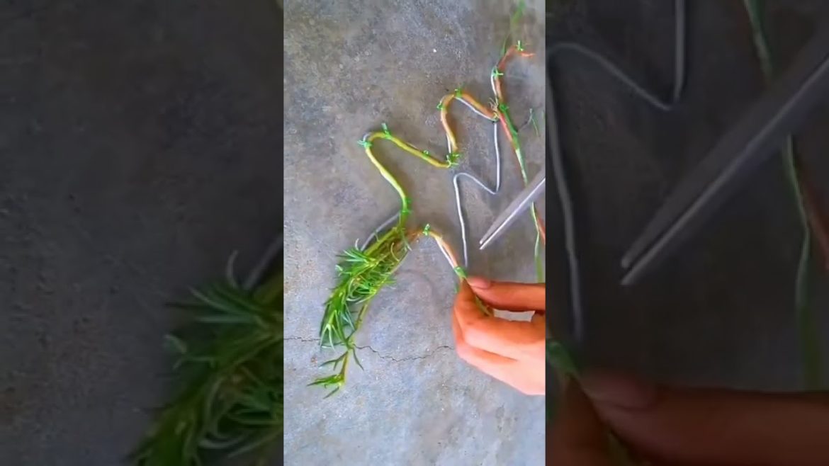 do you like this gardening hack 🌿#shorts #gardenlife #viralshorts