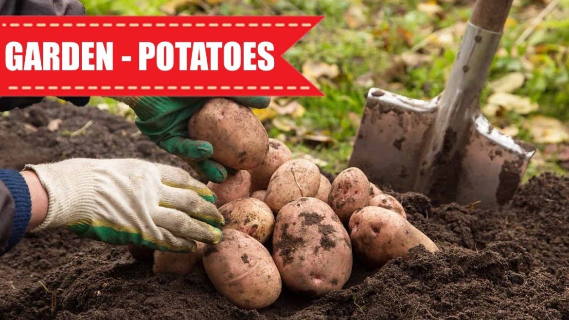 plant science - organic potatoes from back garden / organic gardening supplies