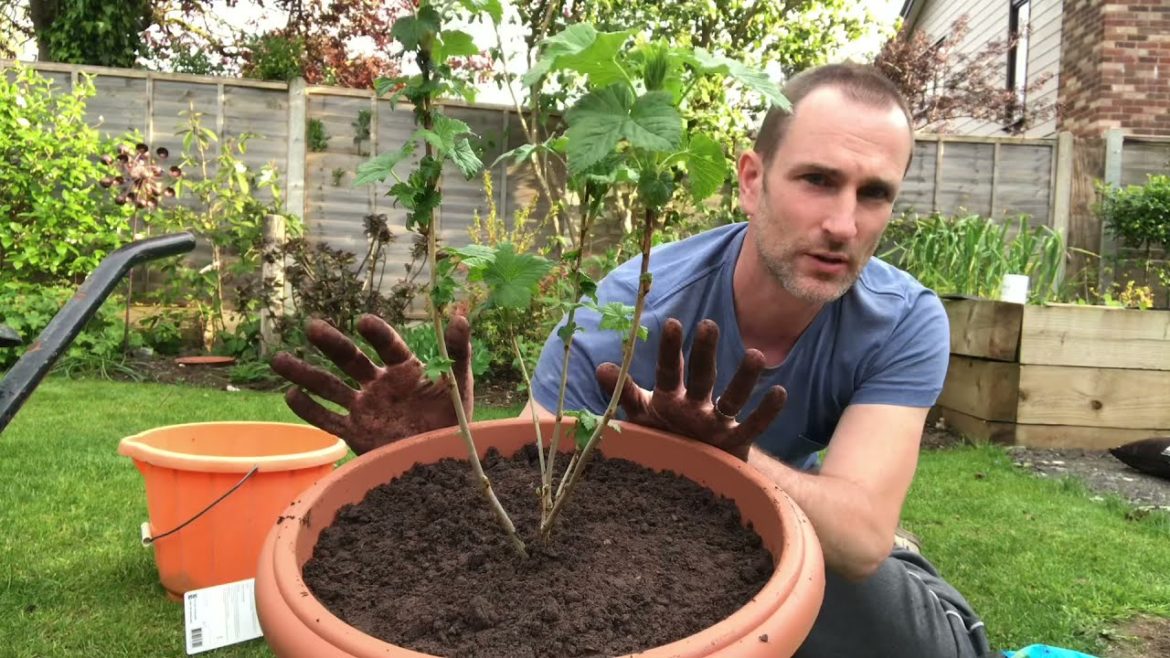 How To Plant Blackcurrants In A Container, Planting Blackcurrants, Vegetable Gardening
