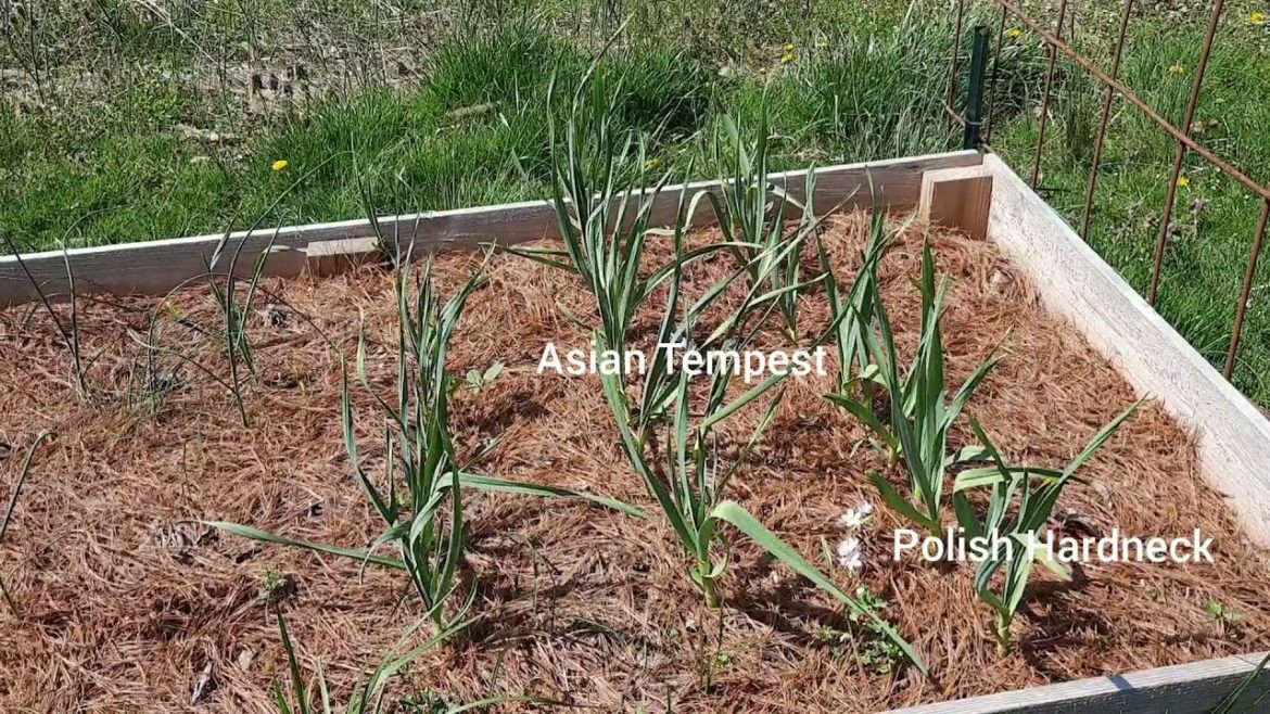 Baby Chicks, Goats, Starting Seeds, Greenhouse, Garden Plans, Hawk?! | Homesteading VLOG Baby Chicks, Goats, Starting Seeds, Greenhouse, Garden Plans, Hawk?! | Homesteading VLOG