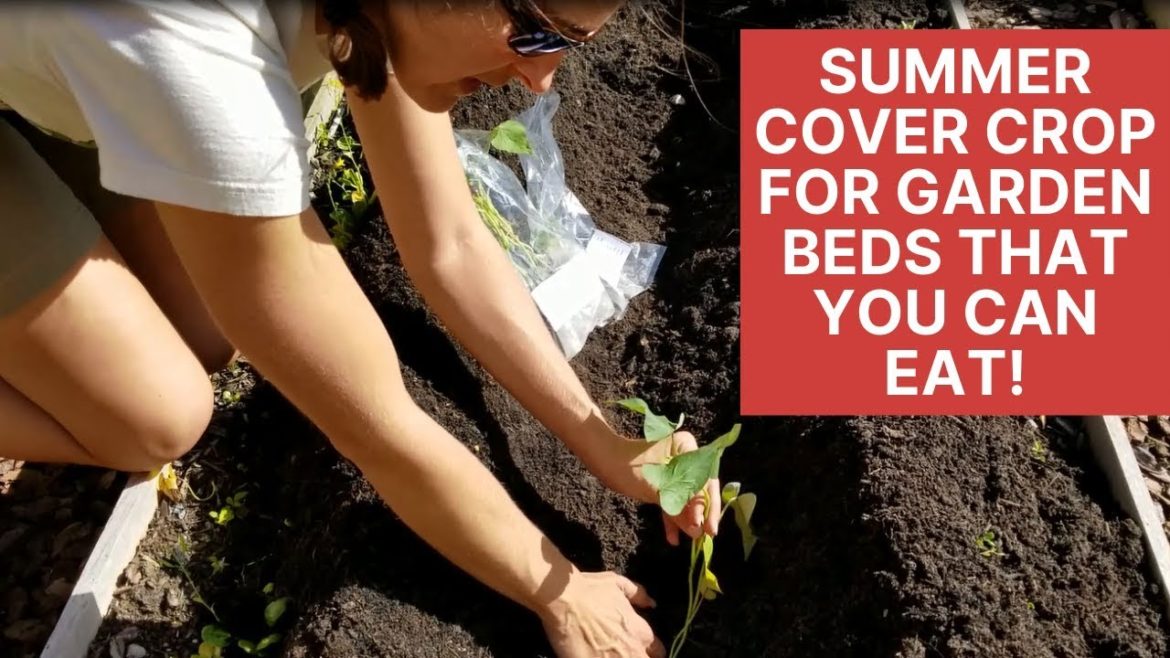 Growing Sweet Potatoes Raised Bed Garden | Orangic Florida Vegetable Gardening