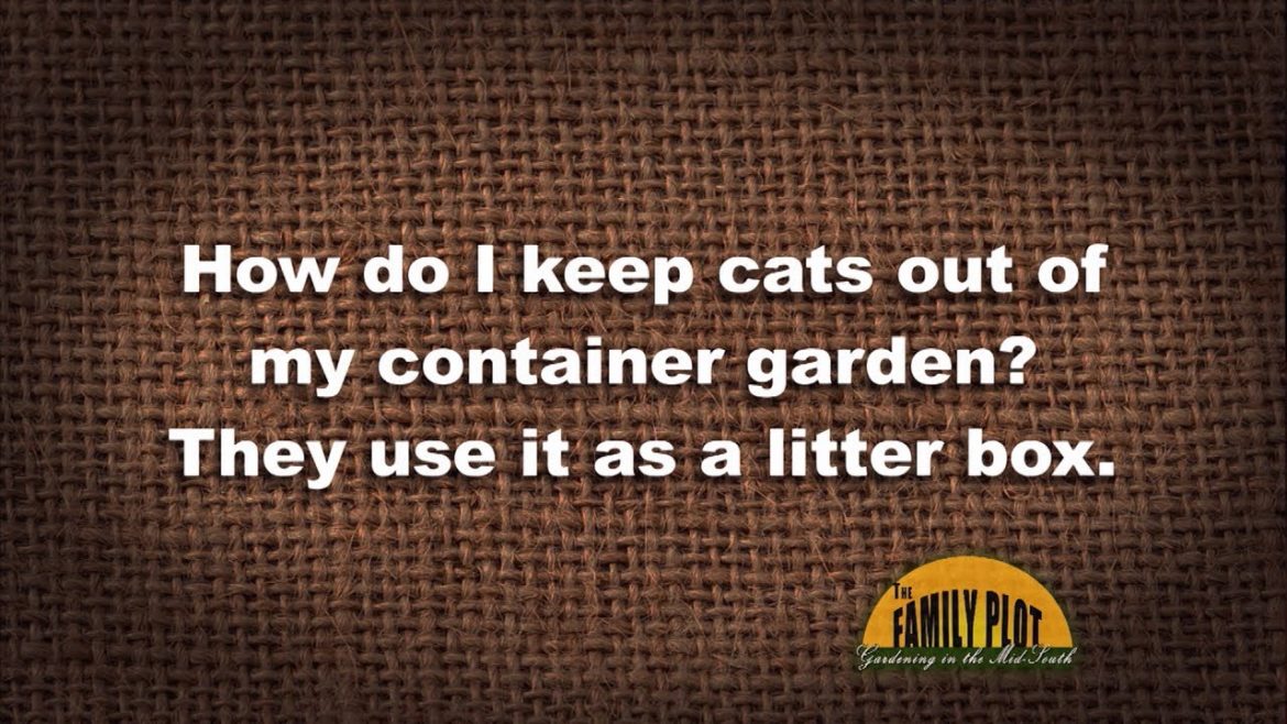 Q&A – How do I keep cats out of my container garden? Q&A – How do I keep cats out of my container garden?