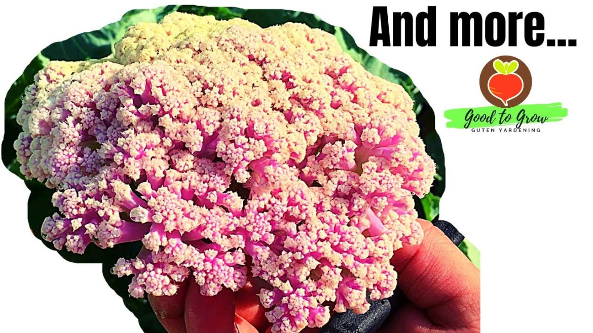 See How Our Front Yard Garden Grew!