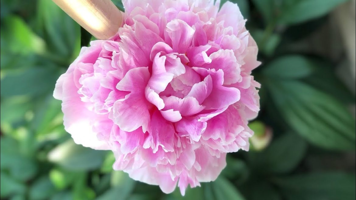 Flowers in  my Garden small backyard garden