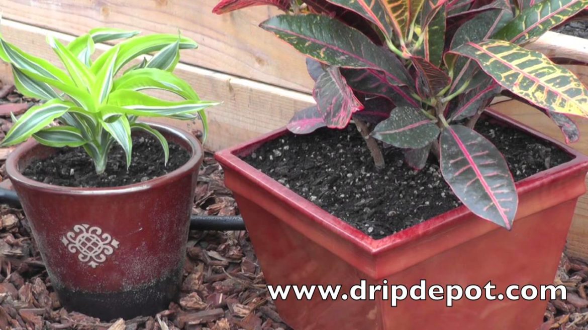 How to Setup a Drip System for Container Gardening