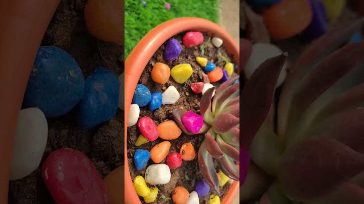 Indoors plants #gardening #garden #shorts #part_19 Indoors plants #gardening #garden #shorts #part_19