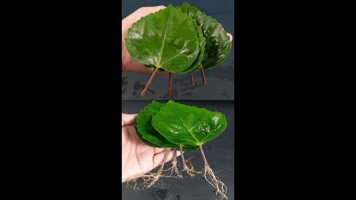 Propagate Hibiscus from leaves in sand#Shorts