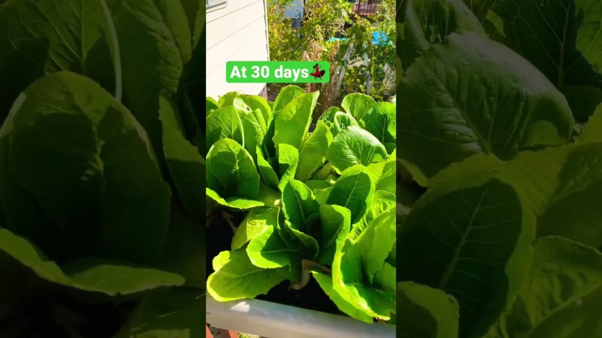 #fallupdate #growyourownfood #grow food not lawns #gardening