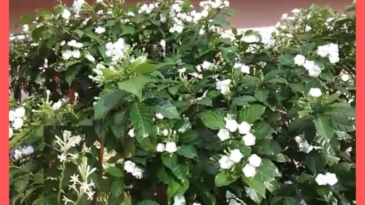 NANDIVARDANAM FLOWERS / TERRACE GARDEN / GARDENING TIPS / FLOWERS IMAGES / A2z Latest Fashion Trends