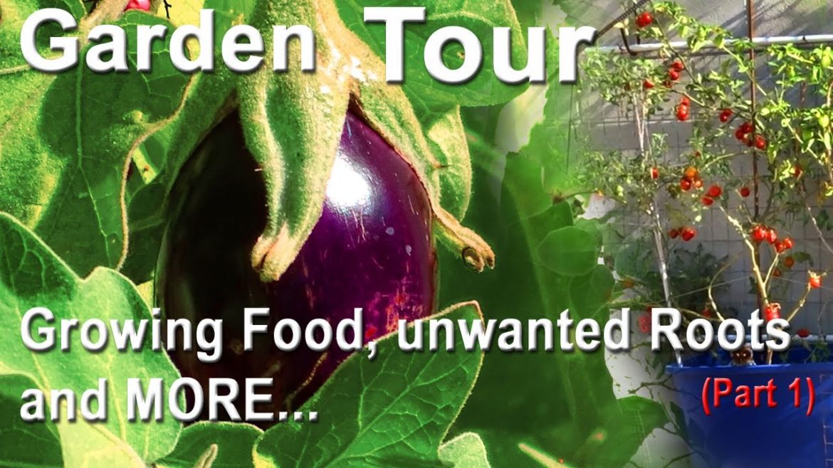 Vegetable GARDEN TOUR Tomatoes 🍅 Growing Food💚 Lettuce 🌿 Invasive Roots ❤️ Fixed Container Gardening Vegetable GARDEN TOUR Tomatoes 🍅 Growing Food💚 Lettuce 🌿 Invasive Roots ❤️ Fixed Container Gardening