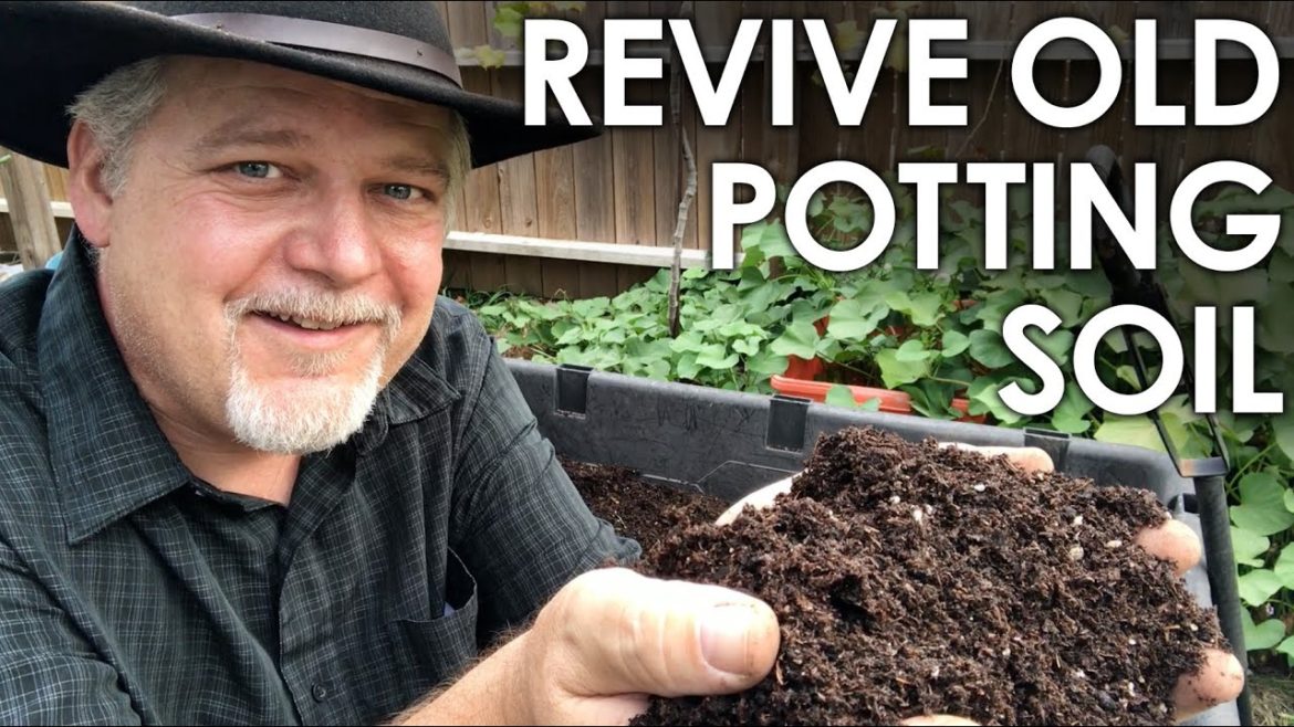 How To Re-Use Old Potting Soil – 4 Methods for Recycling || Black Gumbo How To Re-Use Old Potting Soil - 4 Methods for Recycling || Black Gumbo
