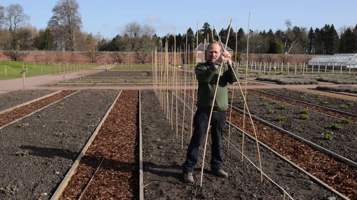 Gardening tips for growing sweet peas