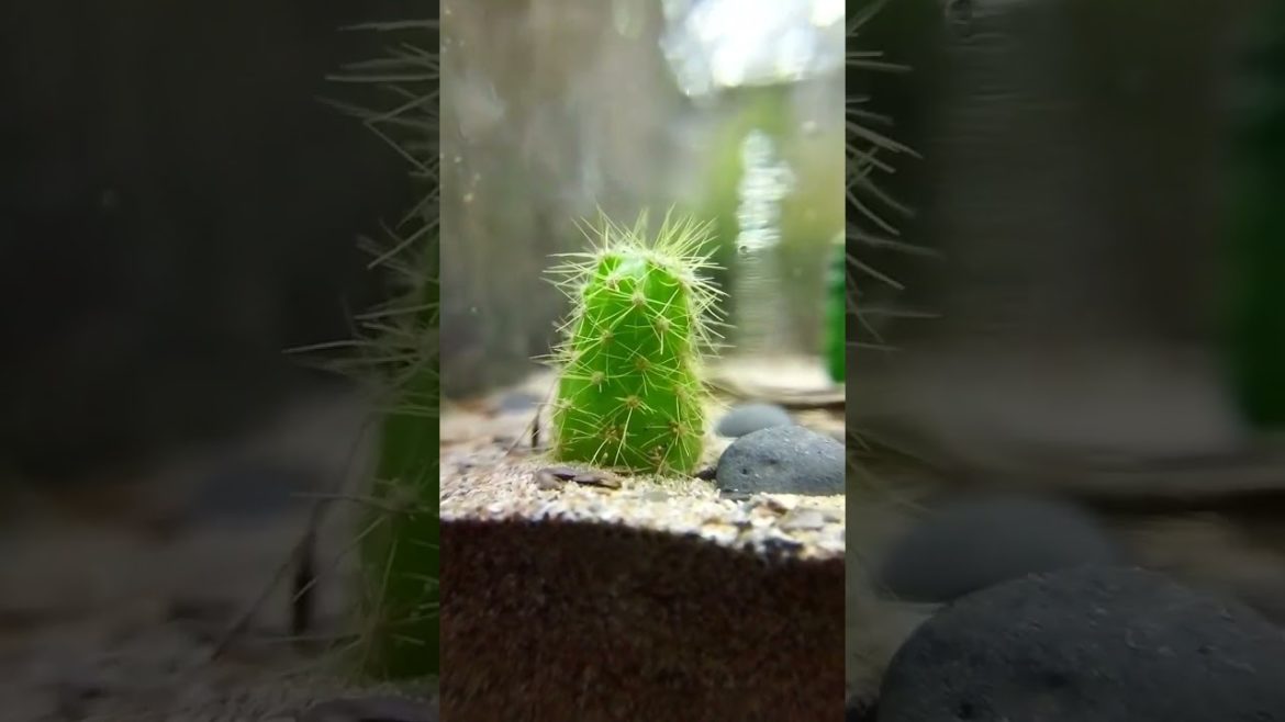 Cactus Terrarium in Old Monk Bottle | #shorts
