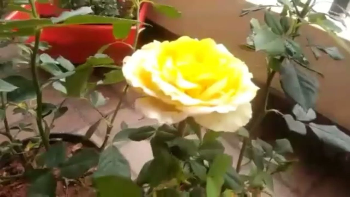 YELLOW ROSE FLOWERS Growing / Gardening tips / Beautiful flowers / A2z Latest Fashion Trends