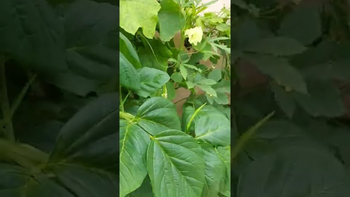 My Vegetable Garden on Terrace #shorts #VegetableGarden