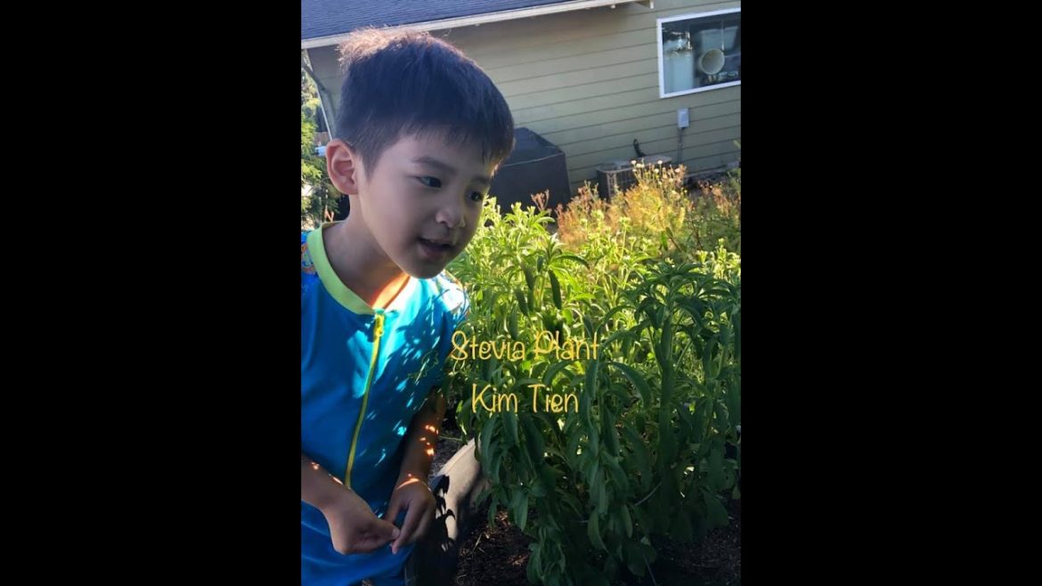 Stevia Herbal Edible Plant PNW Gardening