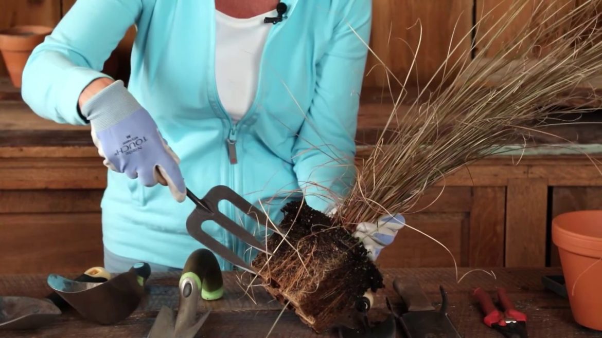 Favorite tools for container gardening