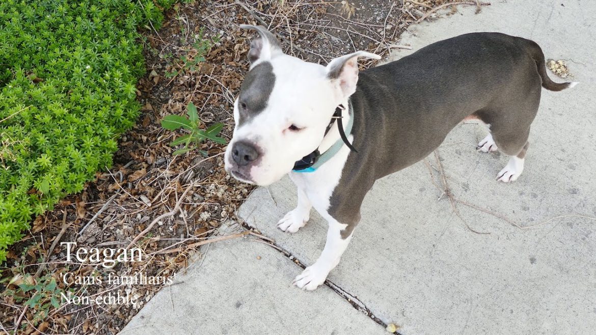 70+ Edible Perennials in a Zone 7 Garden | Garden Tour 2020