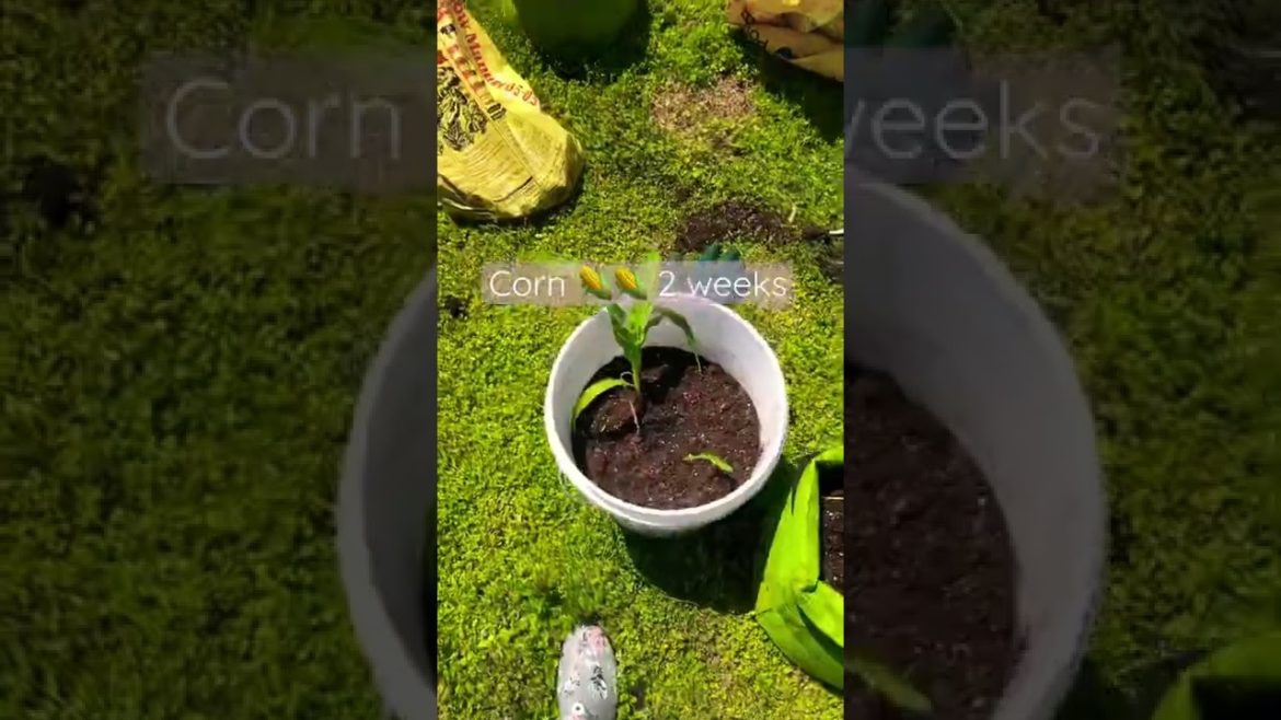 Corn container gardening #shorts #garden #containergardening