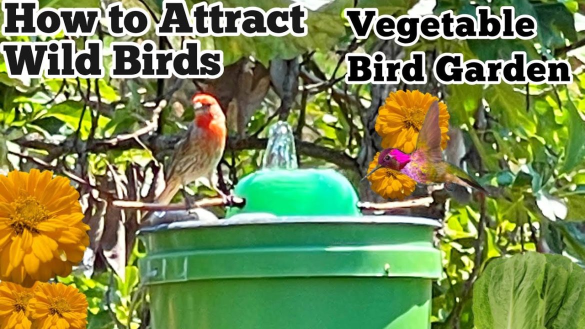 Hummingbirds ❤️ How to Make a Bird Garden with Solar Fountain, Birdbath, Flowers Vegetable Gardening Hummingbirds ❤️ How to Make a Bird Garden with Solar Fountain, Birdbath, Flowers Vegetable Gardening