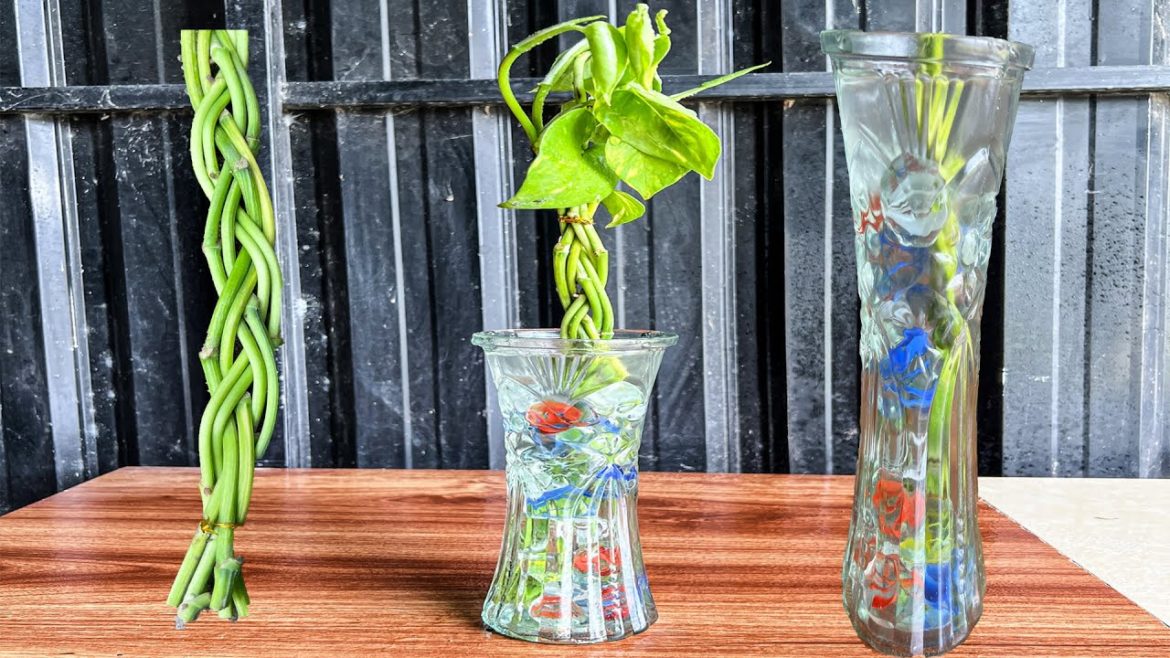 Money Plants Tiring In Water With Gravel RocksGarden Tips.