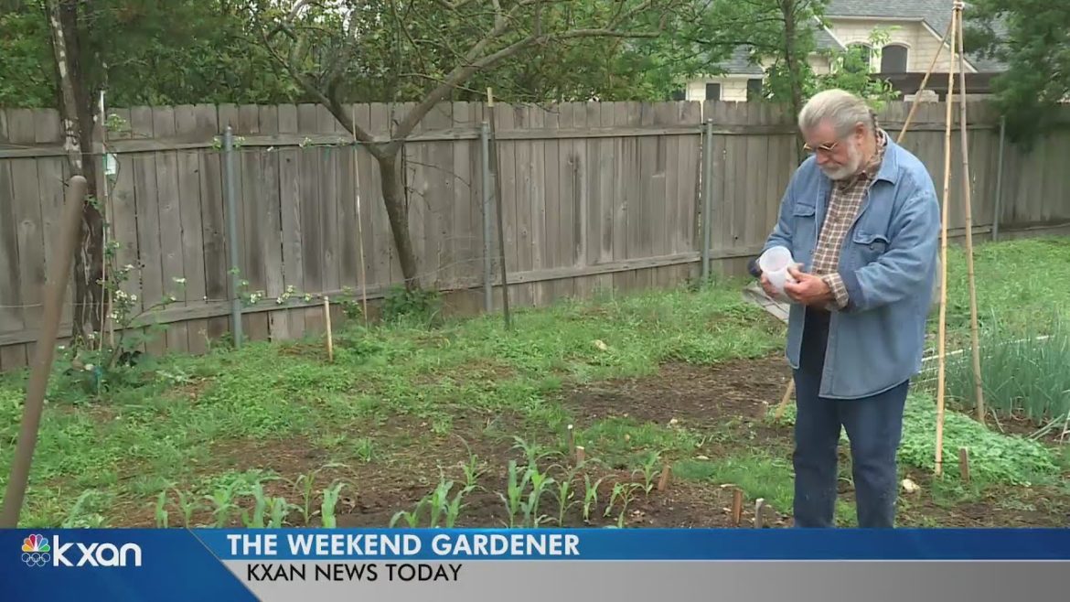 Weekend Gardener: Tips for a-maize-ing maize