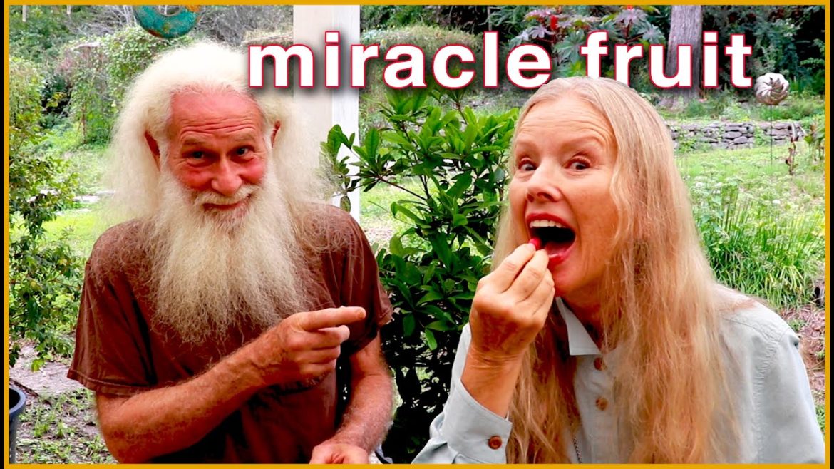 Kaye Kittrell: It’s a MIRACLE! Miracle Fruit (and more tropical plants in Zone 7!) It's a MIRACLE! Miracle Fruit (and more tropical plants in Zone 7!)