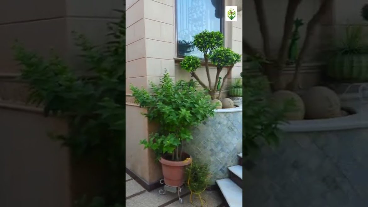 Garden maintenance services by GYG #shorts Garden maintenance services by GYG #shorts