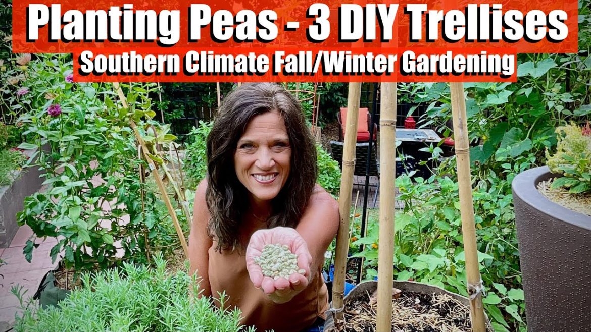 How to Plant Peas on 3 Easy, Inexpensive DIY Trellises / Southern Climate Fall/Winter Gardening 🍁❄️