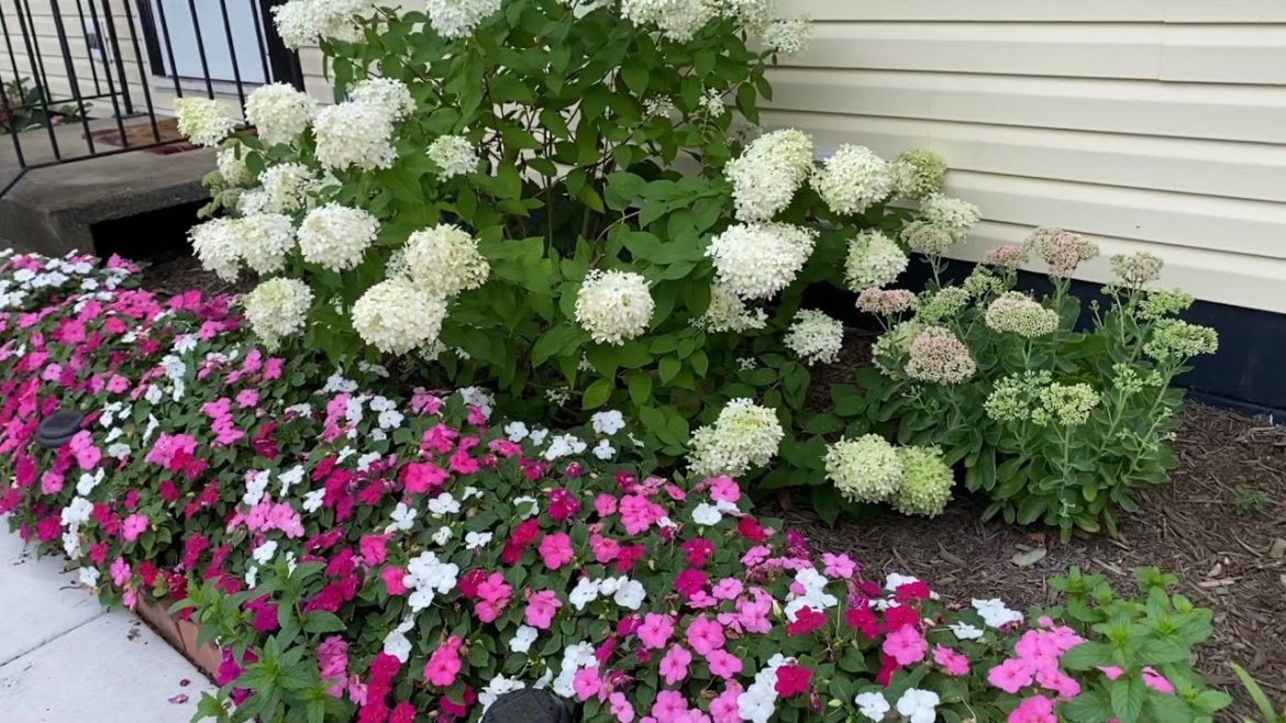 Front yard garden tour July 2020