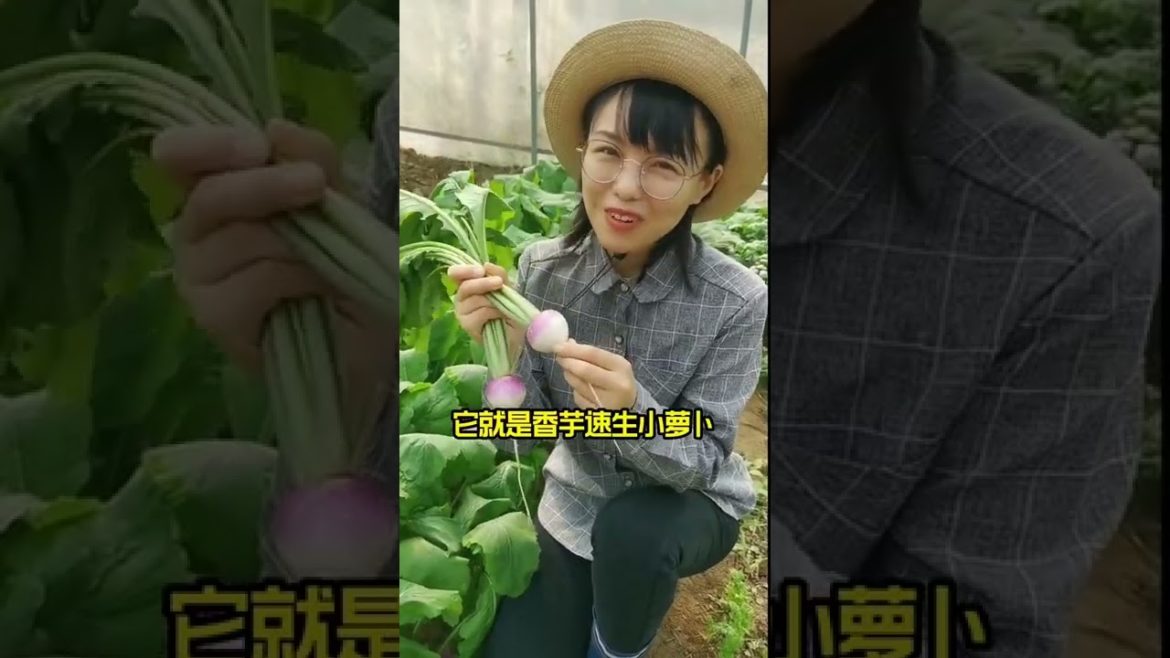 Simple Tips for Growing Vegetables by meimei Simple Tips for Growing Vegetables by meimei