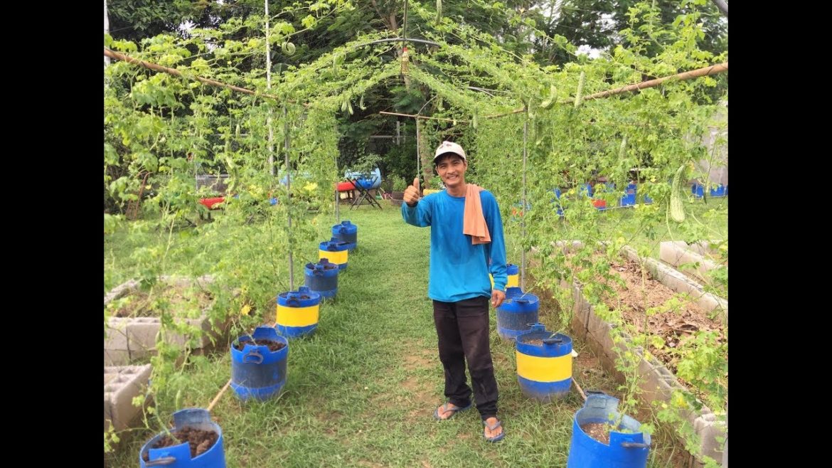 Pure Organic Container gardening of Bitter gourd / ampalaya by Sir Bulak.