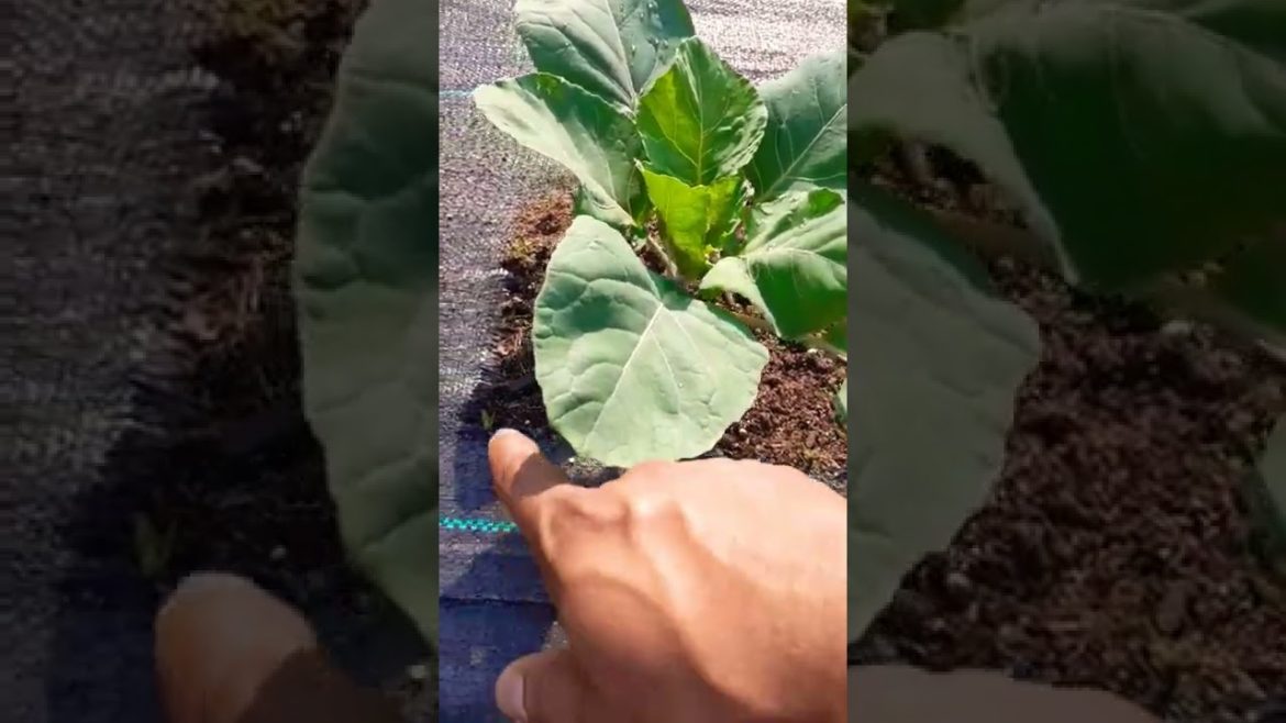 #1 Mistake Most Gardeners make | Best Beginners tips Ever ! #greentgarden #1 Mistake Most Gardeners make | Best Beginners tips Ever ! #greentgarden