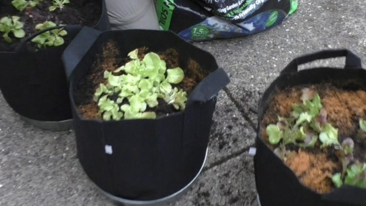 247 Garden Bags - Re-potting Into Grow Bags for a Container Garden