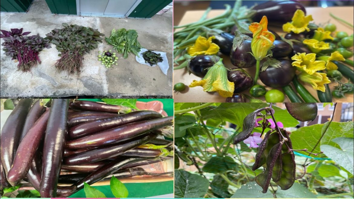 Maydwell Garden Vegetable picking And Cooking
