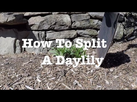 How To Split A Daylily – Garden Tips How To Split A Daylily - Garden Tips