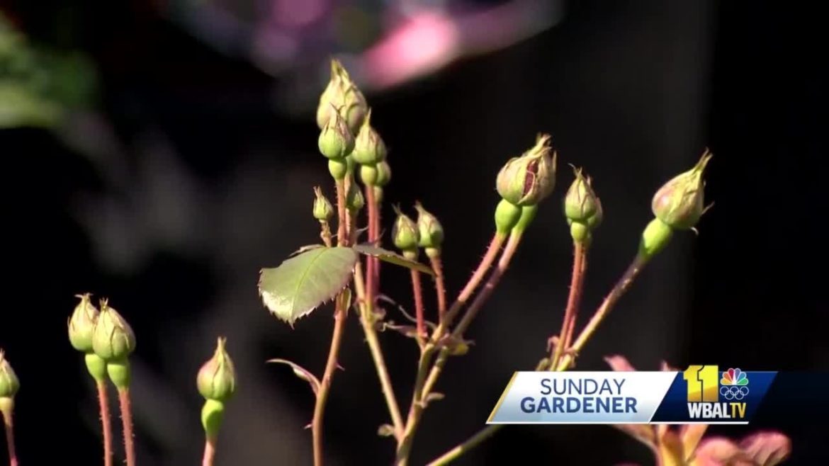 Sunday Gardener: Tips on growing and maintaining different types of roses