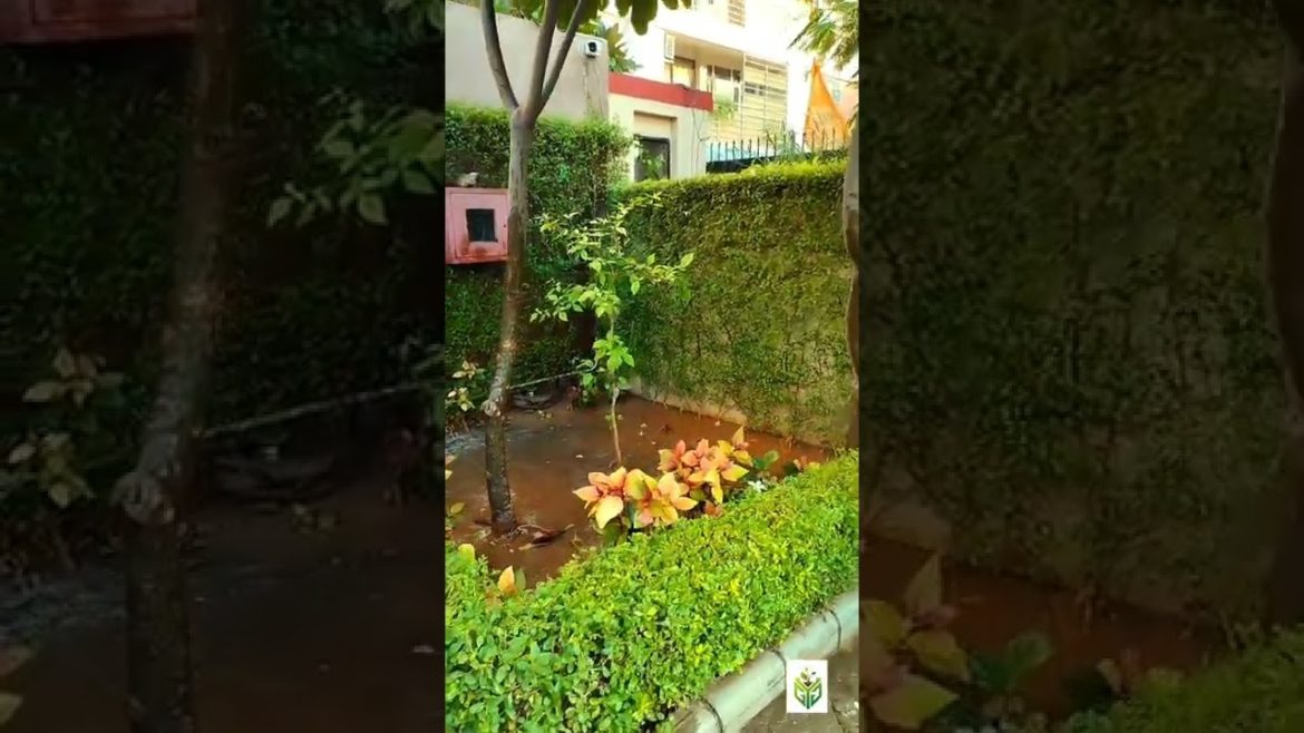 Home garden design by GYG #shorts #homegarden Home garden design by GYG #shorts #homegarden