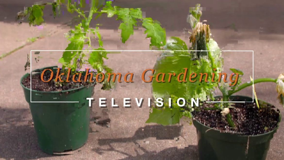 Spring Vegetable Planning and Planting on the Best of Oklahoma Gardening (#4732)