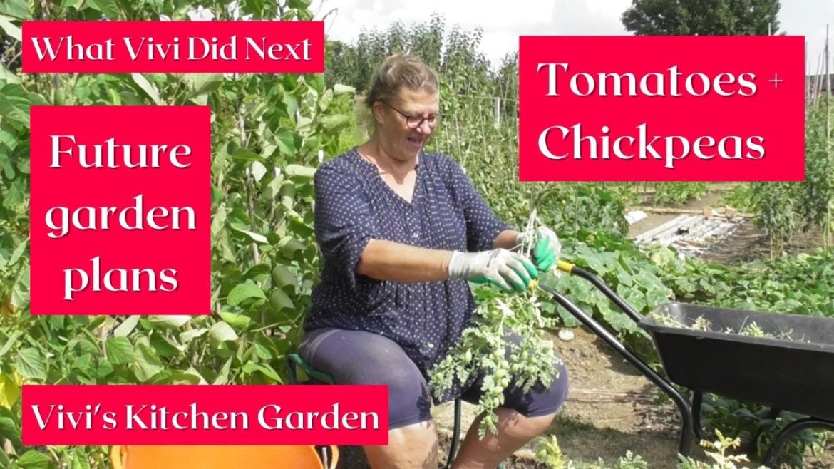 Vivi's Kitchen Garden: Tomatoes, chickpeas & future garden plans.