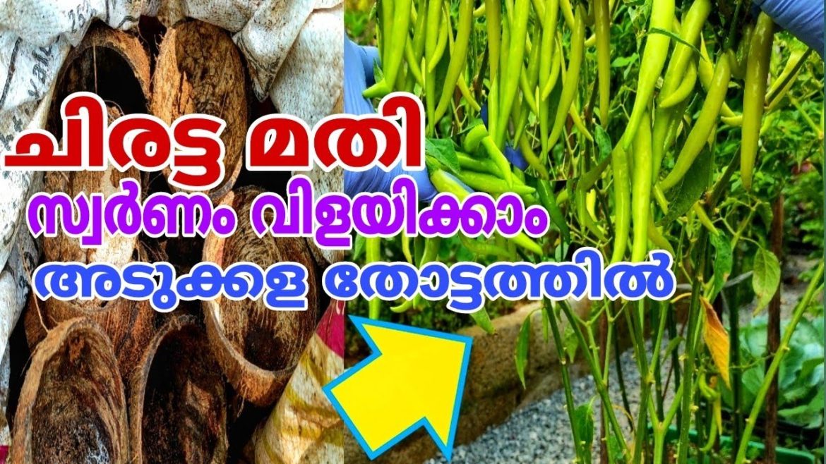 ചിരട്ടയുടെ അത്ഭുതം കാണാം കൃഷിയിൽ Vegetable gardening ideas