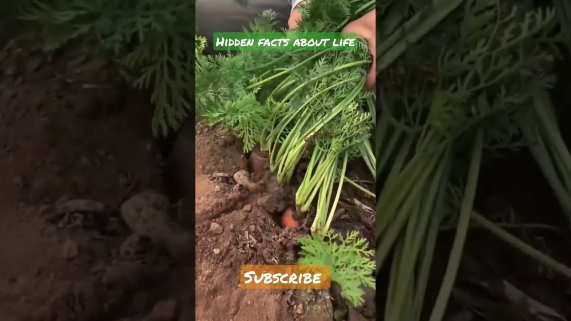 I Love Carrots 🥕😍 #shorts #youtubeshorts