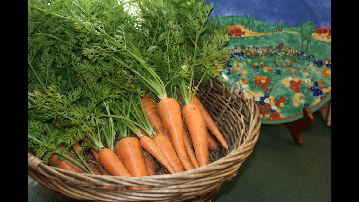 Carrot Harvest from Container Garden Carrot Harvest from Container Garden