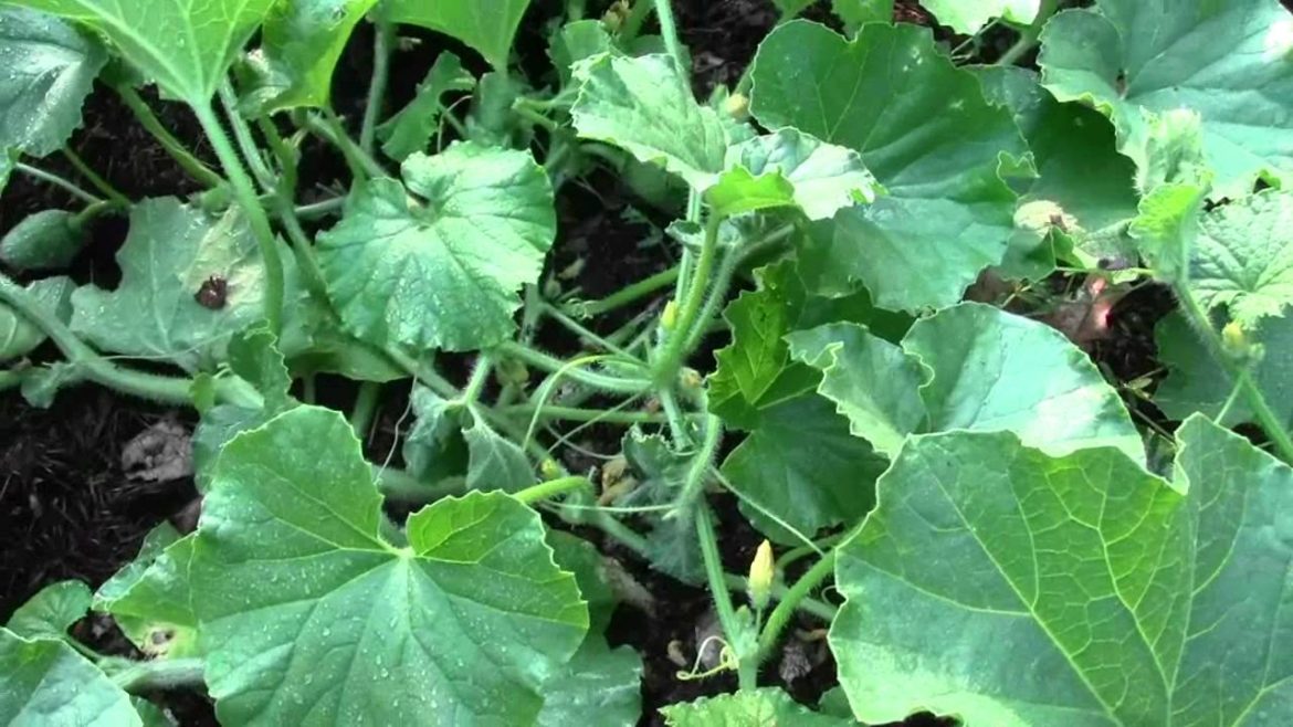 GARDEN TIPS ON KILLING BUGS ON MELONS, CUKES, AND SQUASH GARDEN TIPS ON KILLING BUGS ON MELONS, CUKES, AND SQUASH
