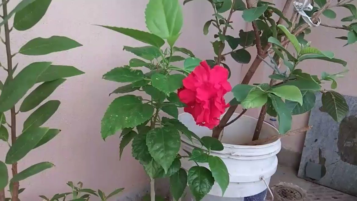 Gardening tips / Terrace gardening / A2z Latest Fashion Trends